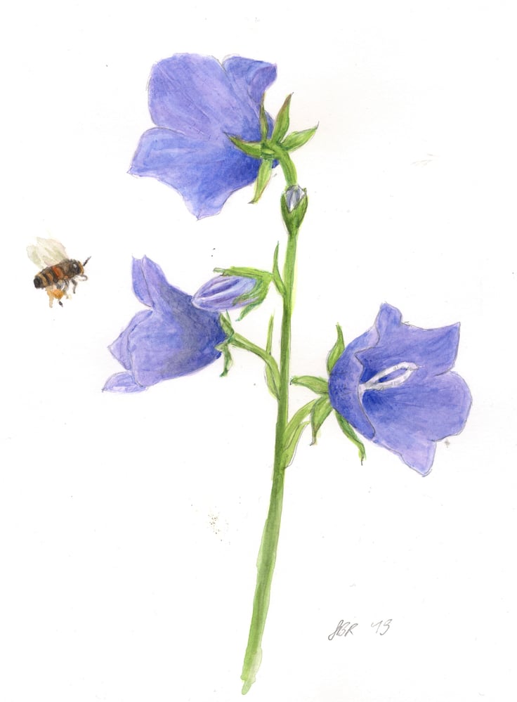 Pfirsichblättrige Glockenblume