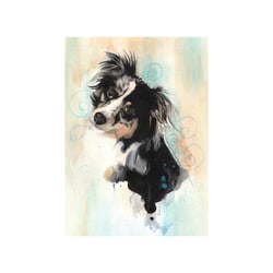Shelly Blue Merle