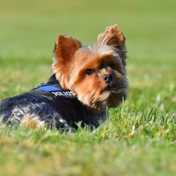 Tiere