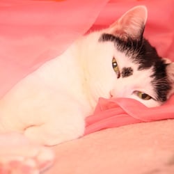 Bastet in Rosa 13