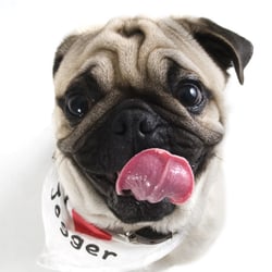 Mops