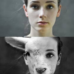 Sheep-face