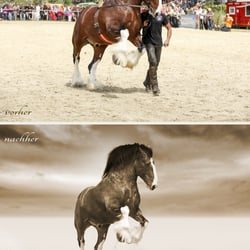 Making Of Shire Horse