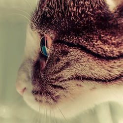 Katze