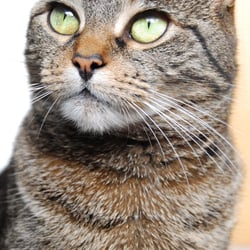 Jentastic – Tiere