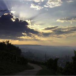 morgens im Weinberg