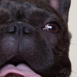 Vito – französische Bulldogge