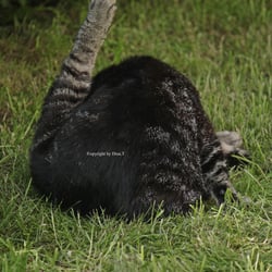 CAT 2014 Foto Übung