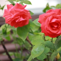 Natur 2012 Blumen