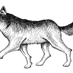 Streunernd