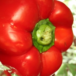 Food Photography 2012 Rezepte Paprika 01