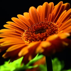 Gerbera 001