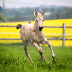 Foal