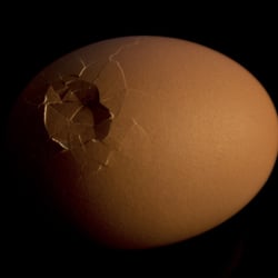 Egg