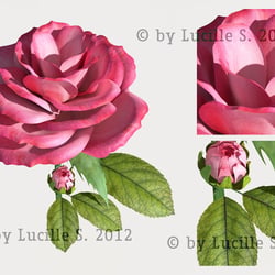 Rose in Cinema4D