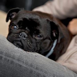 mensch und mops 1