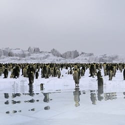 Penguins