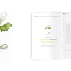 Illustrations-Serie für Geschäftsbericht; Sustainability: Keimling