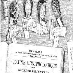Ornithologie