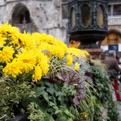 Grün in der Stadt