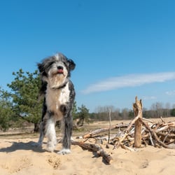 auf einer Sanddüne