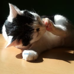 Bastet Manicure..