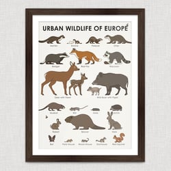 Identification Chart Urban Wildlife of Europe