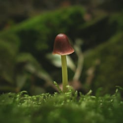 ein weiteres Männlein steht im Walde