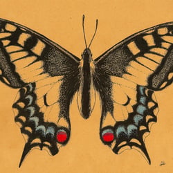 Schmetterling dreifarbig