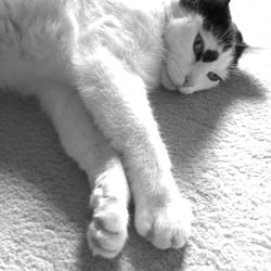 Bastet