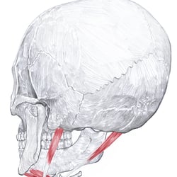 Anatomische Zeichnung