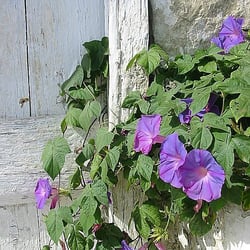 blaueBlüten