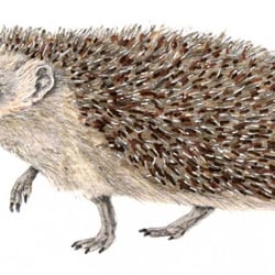 Igel _ Marshall Cavendish