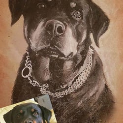 Handgemaltes Rottweiler Porträt in Kohle und Bleistift auf Pergamentpapier
