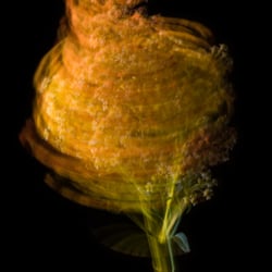 Solidago