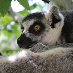 Lemur 2 Vogelpark Marlow