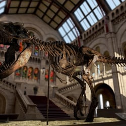 Museum T-Rex