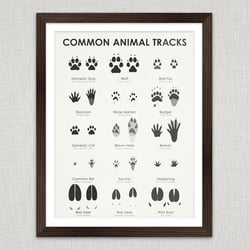 Common Animal Tracks Poster