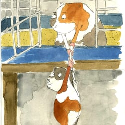 Meerschweinchen