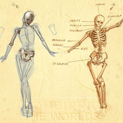 Zeichenunterricht: Anatomie / Skelett und Bewegung 01