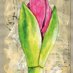 Amaryllis