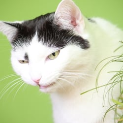 Bastet the Cat 2012 Teil 02