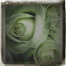 „ Just Flowers “
