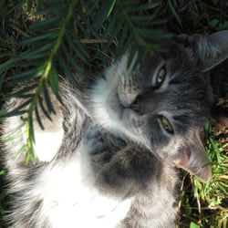 Nice Cat 1