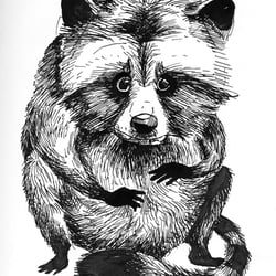 Racoon