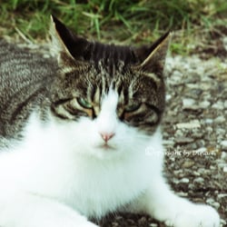 CAT AUG. 2014