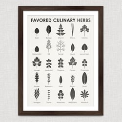 Identification Chart Favored Culinary Herbs
