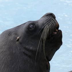 Seelöwe