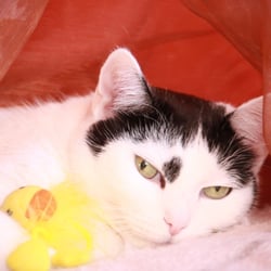 Bastet the Cat 2012 Teil 02