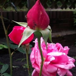 Natur 2012 Blumen Rosen